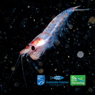 Antarktisk krill (Euphausia superba), råvaren i KRILL krillolje fra AgeLab