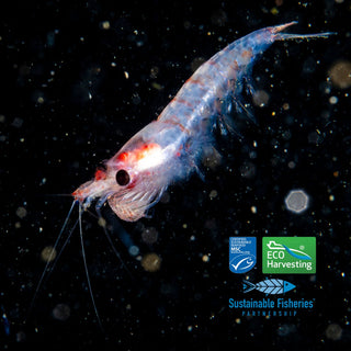 Antarktisk krill (Euphausia superba), råvaren i KRILL krillolje fra AgeLab