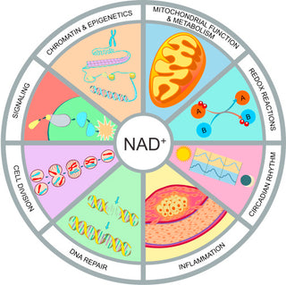 Hva er NAD? Her forklarer vi NAD+, NADH, NAD-tilskudd og deres effekt på aldring, forskning og tilskudd