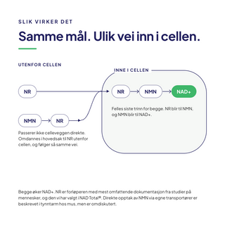 NMN og NR: samme mål, ulik vei inn i cellen. NR blir til NMN og så til NAD+.